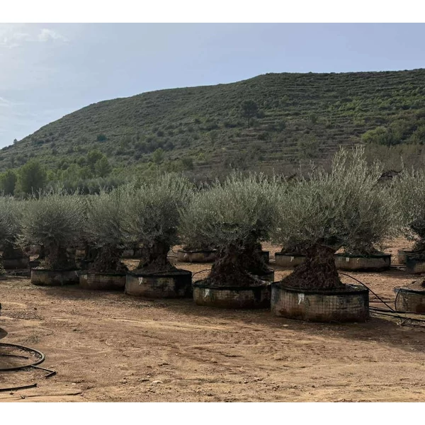 Olajfa   OLEA EUROPAEA BONSAI MALLA