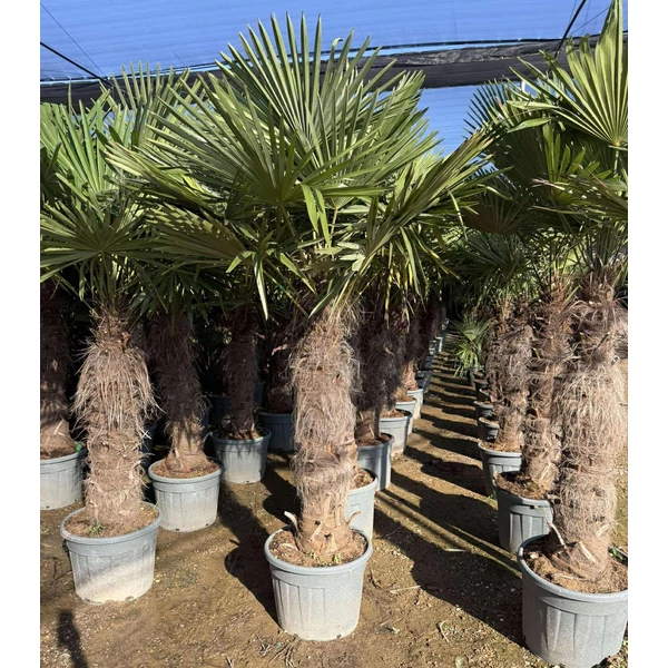 Kínai kenderpálma  CHAMAEROPS EXCELSA T100/120 K70