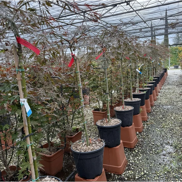Szeldelt levelű japán juhar        ACER PALMATUM DISSECTUM INABA-SHIDARE T1/2 K15