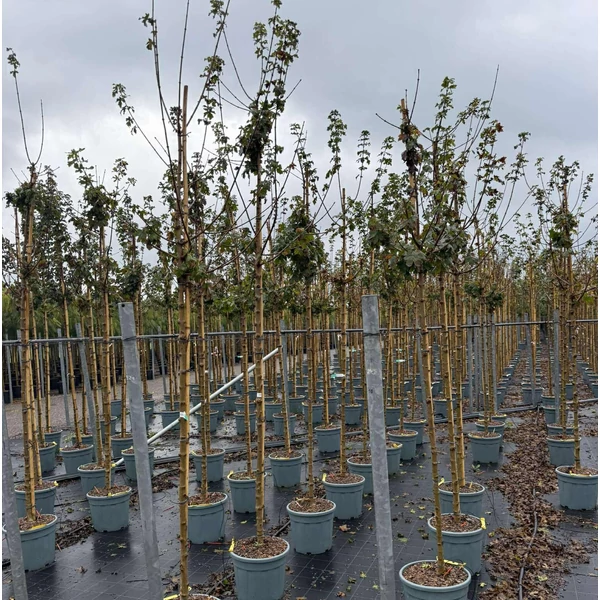 Mezei juhar  ACER CAMPESTRE ELSRIJK T200 10/12 K30