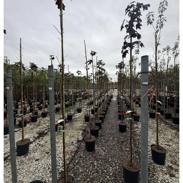 Korai juhar  ACER PLATANOIDES ROYAL RED T200 K18