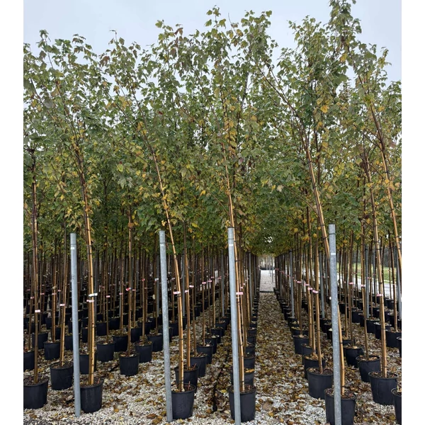 Vörös juhar  ACER RUBRUM SCANLON T200 K18
