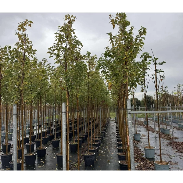 Vörös juhar  ACER RUBRUM SCANLON T200 K30