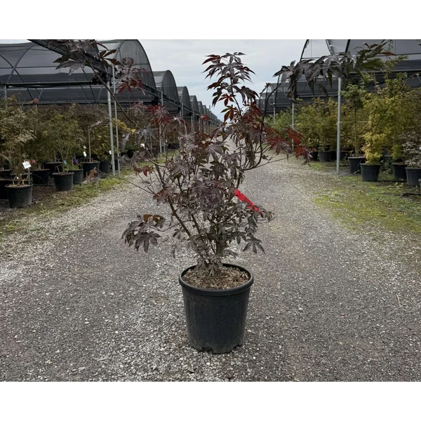 Japán juhar    ACER PALMATUM BLOODGOOD 100/125 K15