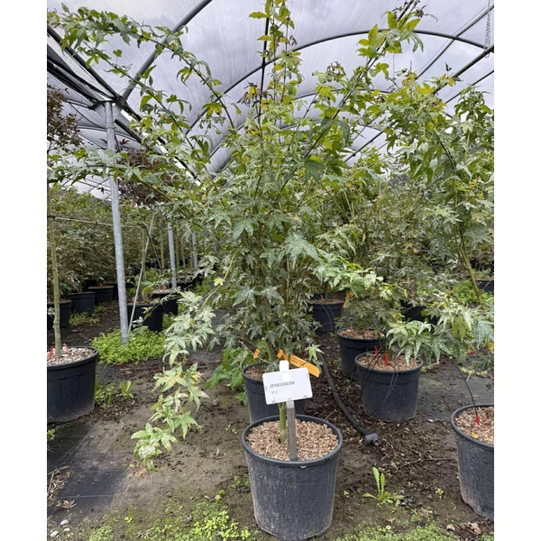 Japán juhar    ACER PALMATUM ORANGE DREAM 100/125 K15
