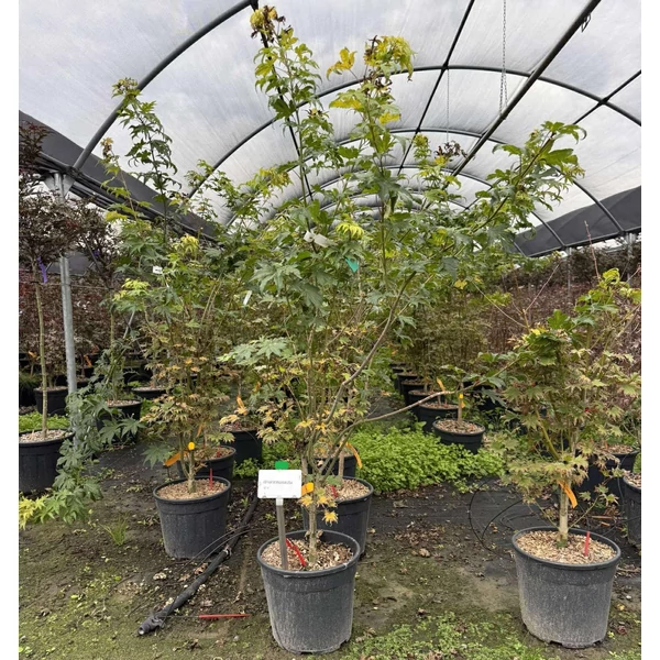 Japán juhar    ACER PALMATUM SHIRASAWANUM JORDAN 100/125 K15