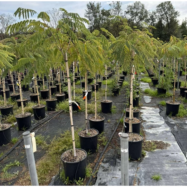 Selyemakác     ALBIZIA JULIBRISSIN OMBRELLA T1/2 K18