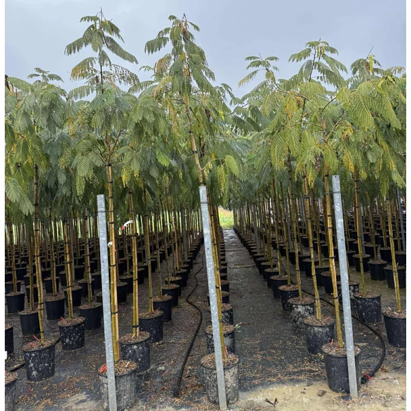 Selyemakác     ALBIZIA JULIBRISSIN OMBRELLA T200 8/10 K25