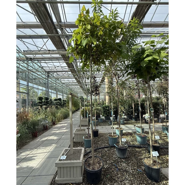 Gömb szivarfa    CATALPA BIGNONIOIDES NANA T200 12/14 K35