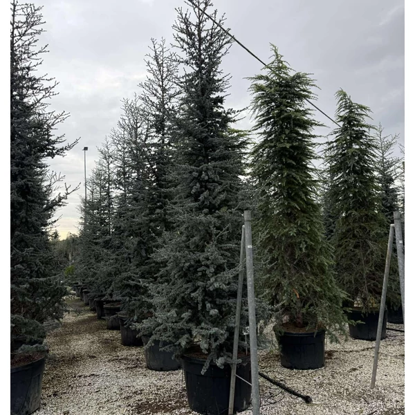 Kék atlasz cédrus   CEDRUS ATLANTICA GLAUCA 400/450 K180