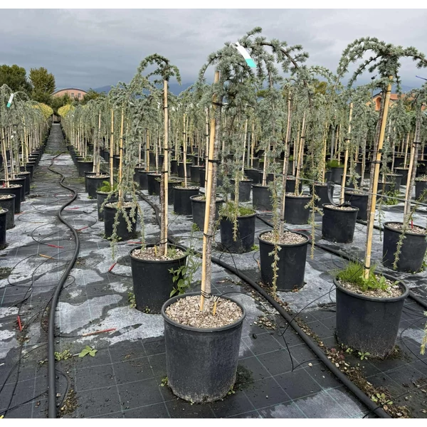 Kék csüngő atlasz cédrus  CEDRUS ATLANTICA GLAUCA PENDULA T1/2 K18