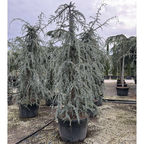 Kék csüngő atlasz cédrus  CEDRUS ATLANTICA GLAUCA PENDULA 300/350 K230