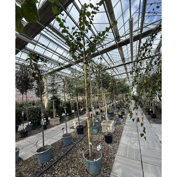 Közönséges júdásfa    CERCIS SILIQUASTRUM T200 8/10 K30