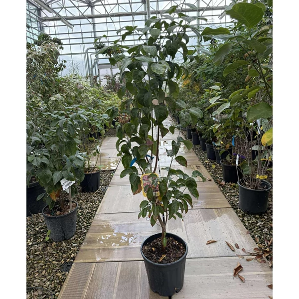 Virágos som  CORNUS FLORIDA RUBRA 60/80 K10