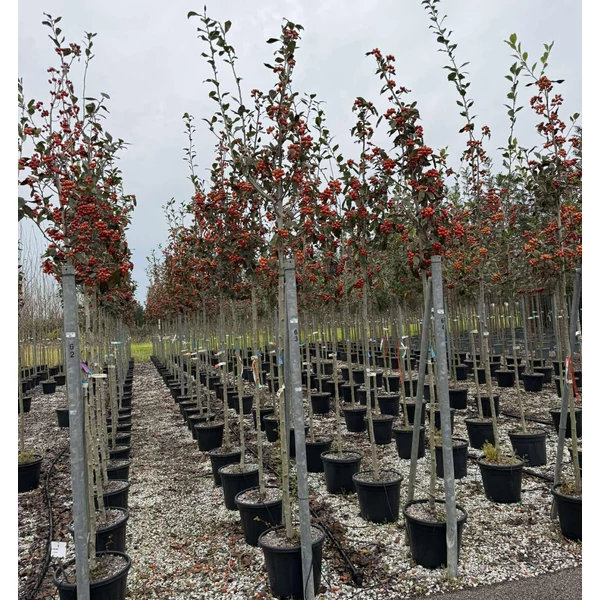 Fénylő levelű galagonya   CRATAEGUS CARRIEREI T200 8/10 K30
