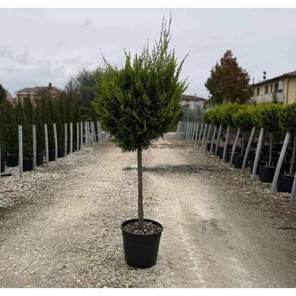 Arany lombú leyland ciprus  CUPRESSOCYPARIS LEYLANDII CASTLEWELLAN GOLD T60 K15