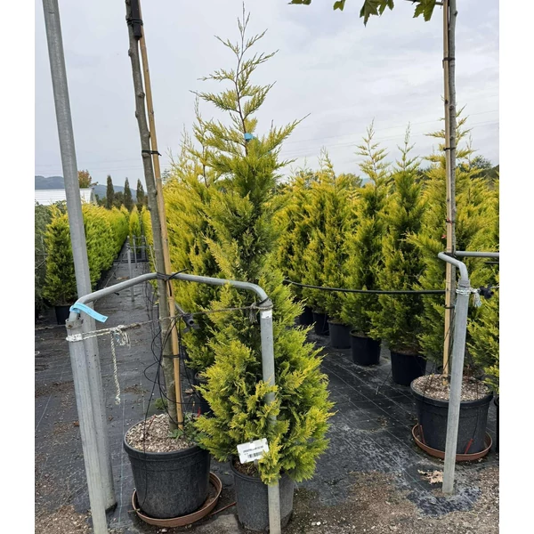 Arany lombú leyland ciprus  CUPRESSOCYPARIS LEYLANDII GOLD RIDER 125/150 K15