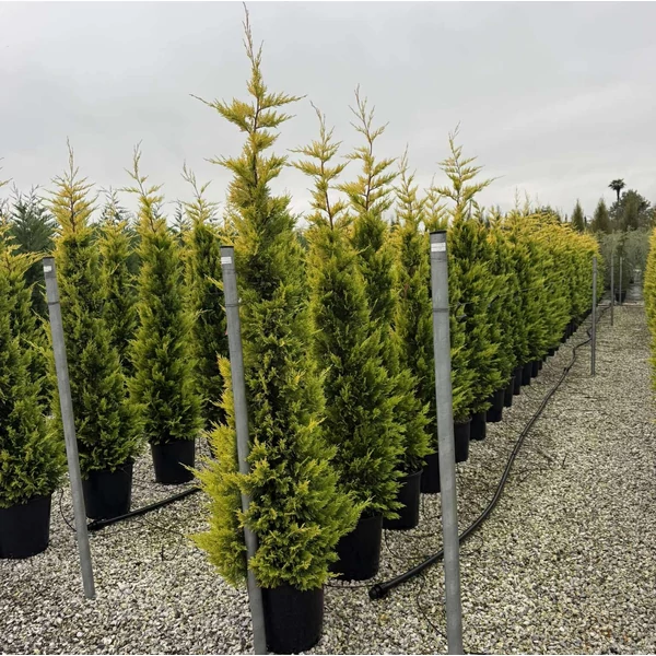 Arany lombú leyland ciprus  CUPRESSOCYPARIS LEYLANDII GOLD RIDER 175/200 K25