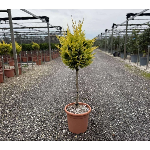 Arany lombú leyland ciprus  CUPRESSOCYPARIS LEYLANDII GOLD RIDER T1/4 K9