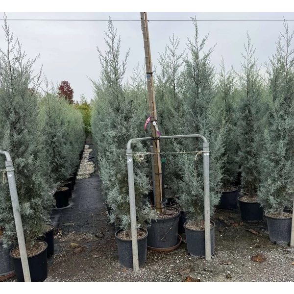 Oszlopos, kék arizoniai ciprus  CUPRESSUS ARIZONICA FASTIGIATA 175/200 K18