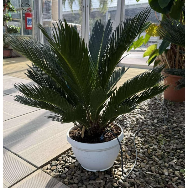 Szágópálma    CYCAS REVOLUTA K6
