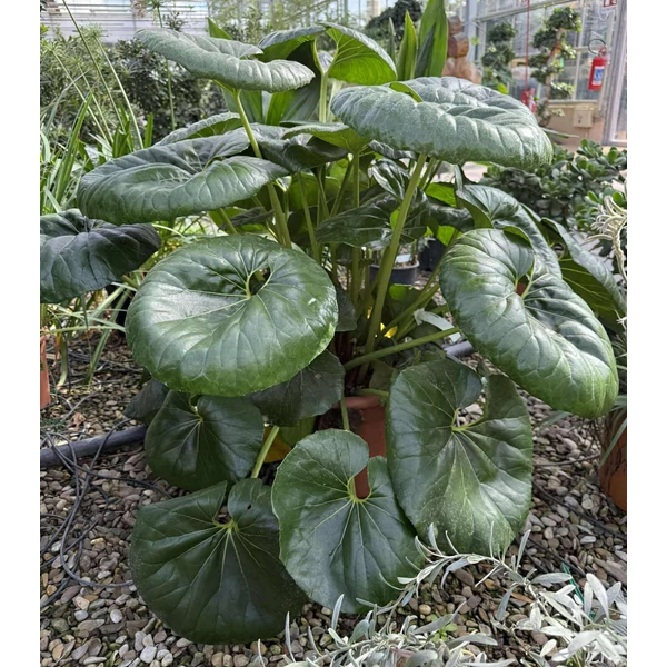 Japán lapulevél FARFUGIUM JAPONICUM K12