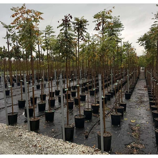 Bugás csőrgőfa KOELREUTERIA PANICULATA T200 K18