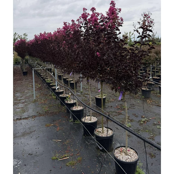 Kínai selyemmirtusz    LAGERSTROEMIA INDICA LAVANDER LACE T1/2 K15