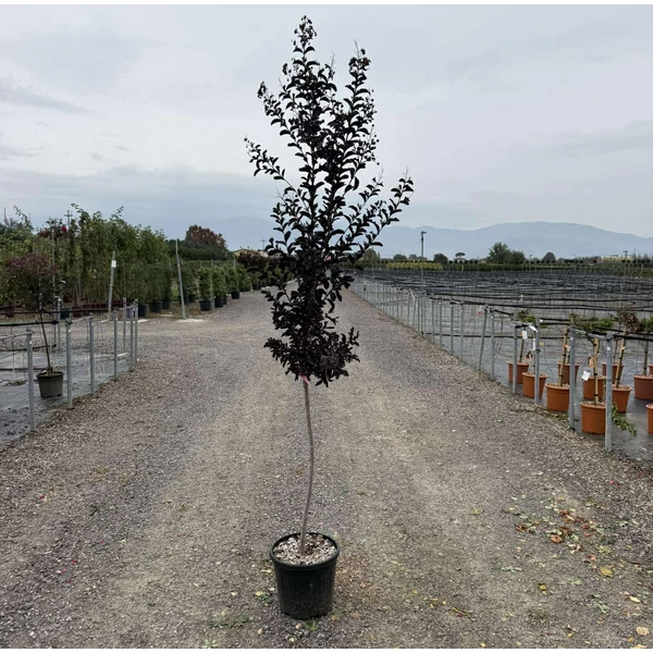 Kínai selyemmirtusz    LAGERSTROEMIA INDICA RASPBERRY SORBET T1/2 K15