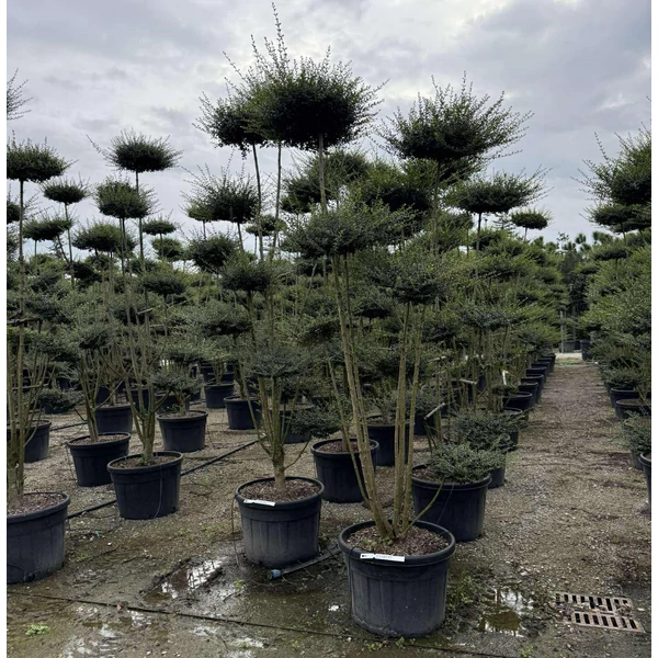 Aprólevelű fagyal    LIGUSTRUM JONANDRUM POM-PON S-FORMA K110