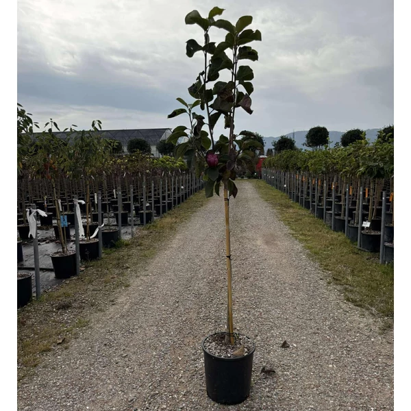 Liliomfa    MAGNOLIA BLACK TULIP T1/2 K18