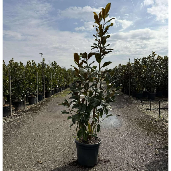 Örökzöld liliomfa   MAGNOLIA GRANDIFLORA PRAECOX K25 