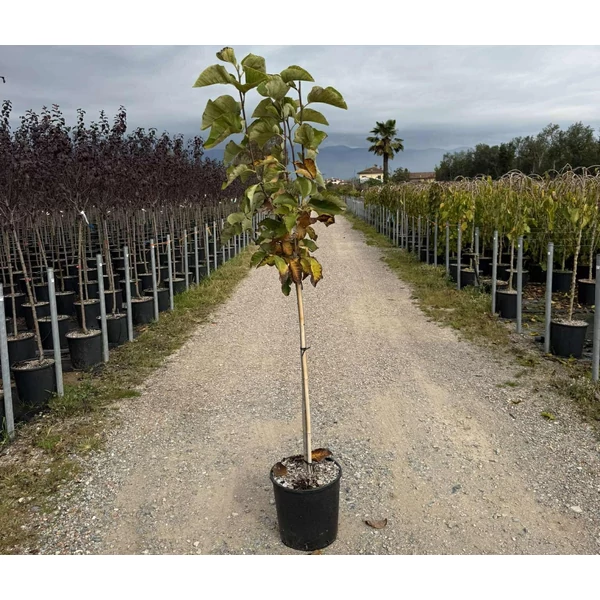 Sárga liliomfa    MAGNOLIA ACUMINATA YELLOW BIRD T1/2 K18