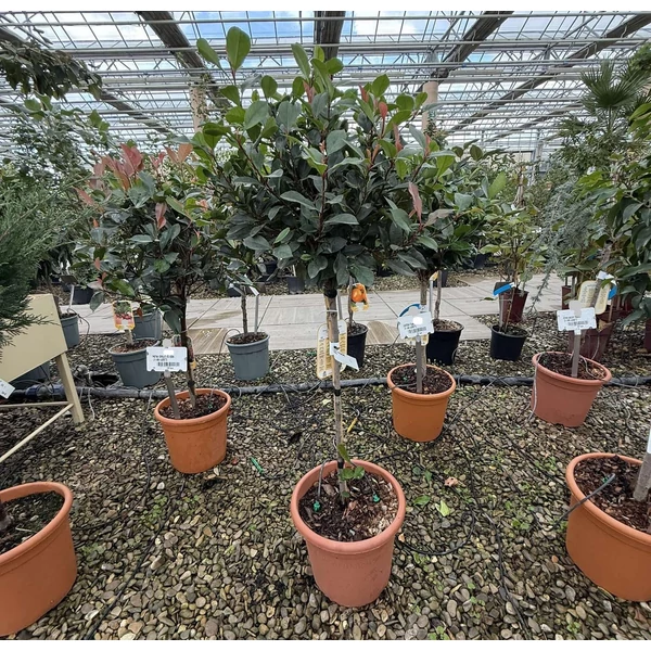 Örökzöld korallberkenye   PHOTINIA FRASERI LITTLE RED ROBIN T1/4 K9