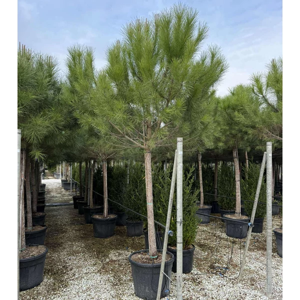 Mandulafenyő     PINUS PINEA T160 20/25 K90
