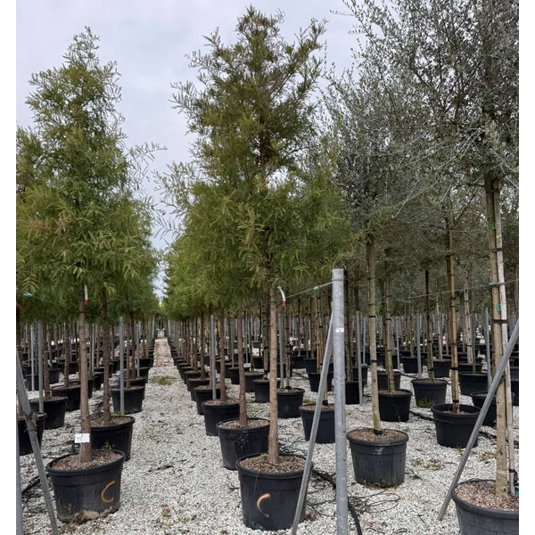 mocsáriciprus    TAXODIUM DISTICHUM T200 16/18 K130