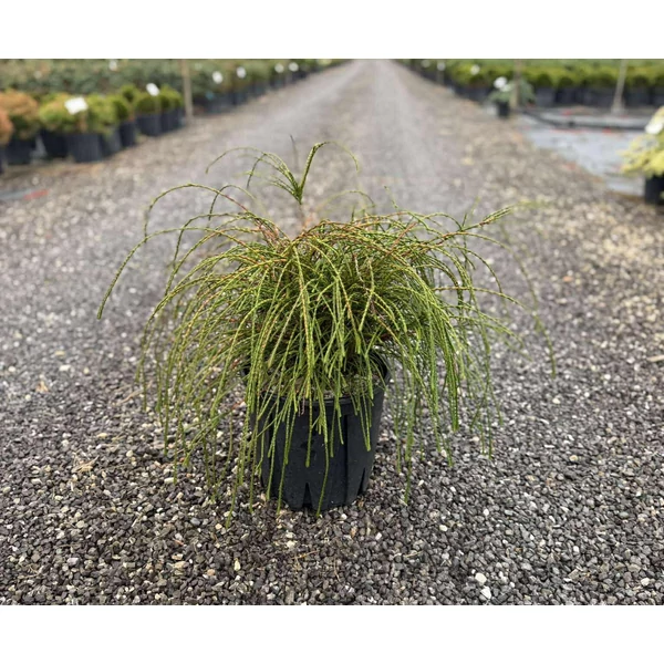 Fonalas tuja THUJA PLICATA WHIPCORD K10
