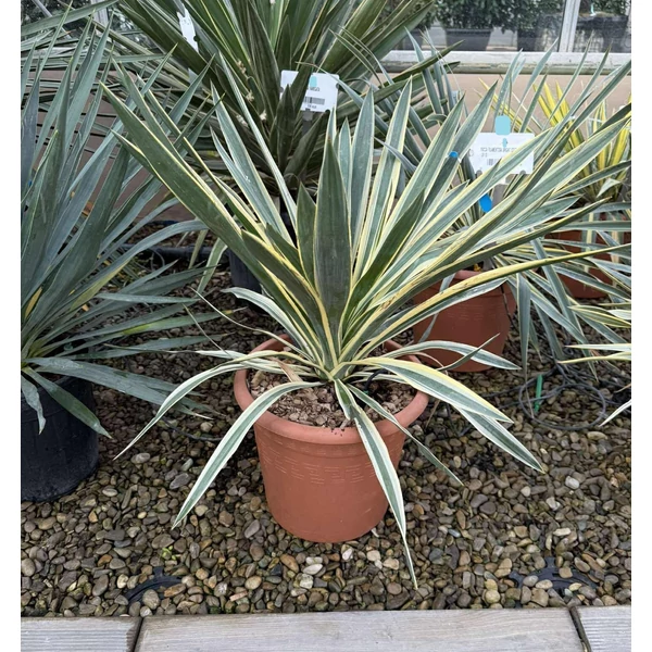 Pompás pálmaliliom    YUCCA GLORIOSA VARIEGATA K12