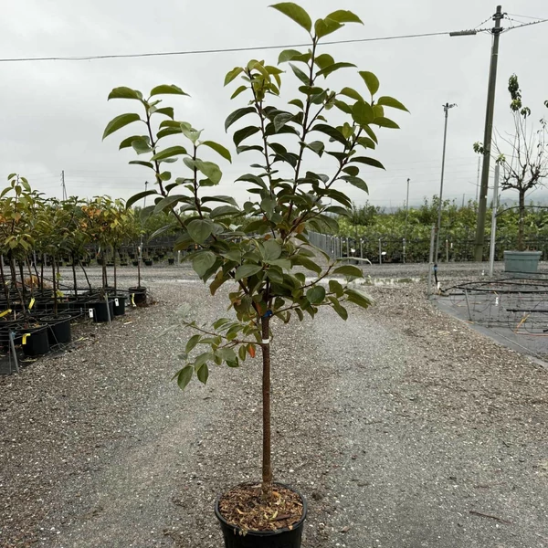 Datolyaszilva  DIOSPYROS KAKI CIOCCOLATINO T1/4 K10