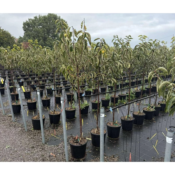 Datolyaszilva  DIOSPYROS KAKI FUYU T1/2 K12