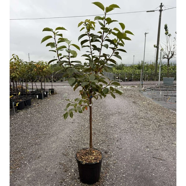 Datolyaszilva  DIOSPYROS KAKI ROYO BRILLANTE T1/4 K10