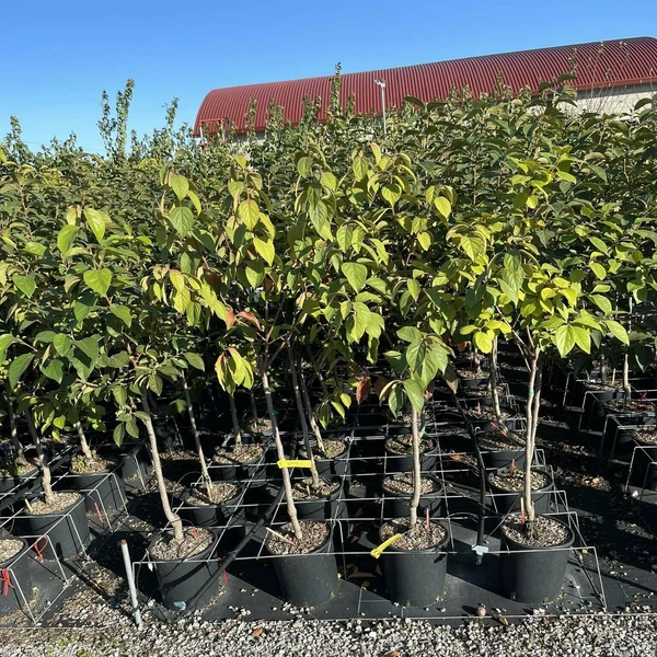 Datolyaszilva  DIOSPYROS KAKI TIPO T1/4 K10