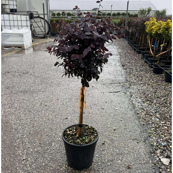 Kínai rojtosvirág   LOROPETALUM CHINENSIS BLACK PEARL T1/4 K9