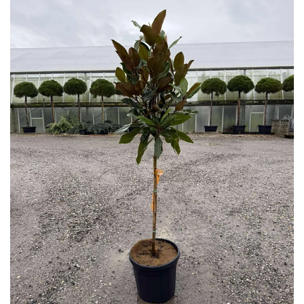 Örökzöld liliomfa    MAGNOLIA GRANDIFLORA LITTLE GEM T1/2 K9