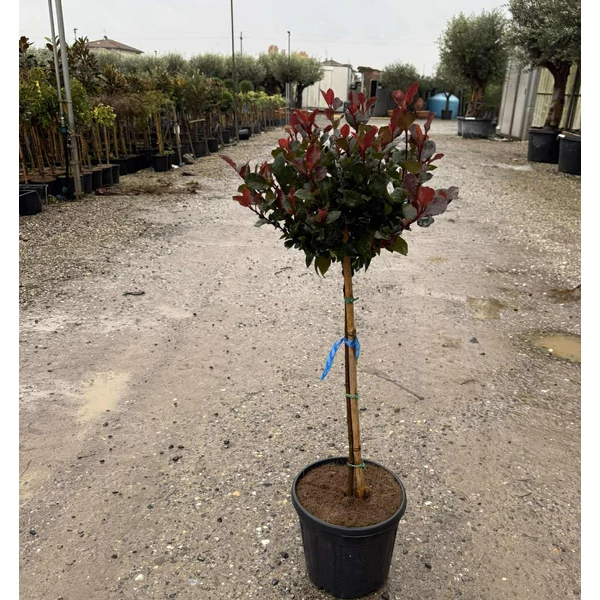 Örökzöld korallberkenye   PHOTINIA FRASERI LITTLE RED ROBIN T1/4 K7