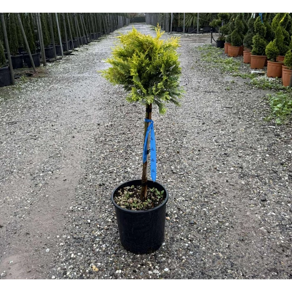 Arany lombú leyland ciprus  CUPRESSOCYPARIS LEYLANDII GOLD RIDER T1/4 K9