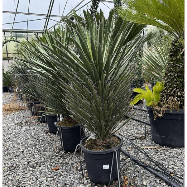  pálmaliliom    YUCCA FILAMENTOSA K18