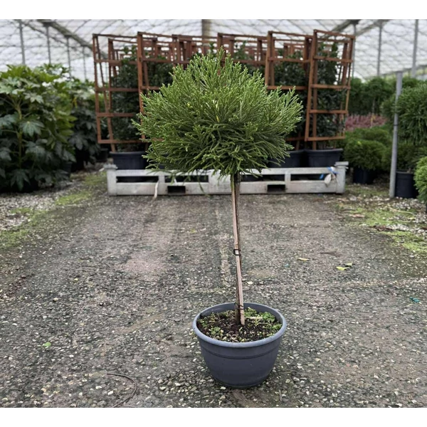 Törpe japán szugifenyő    CRYPTOMERIA JAPONICA LITTLE CHAMPION T1/4 TÁLBAN K30