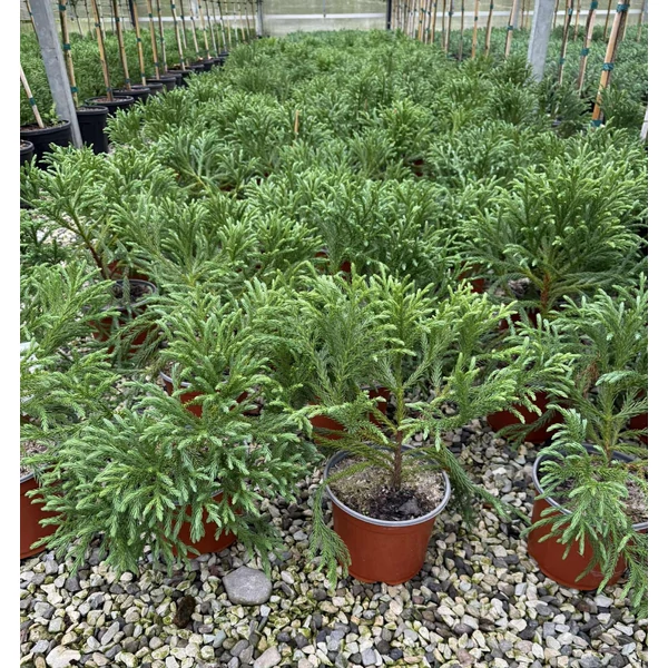 Törpe japán szugifenyő    CRYPTOMERIA JAPONICA GLOBOSA NANA 20/40 K3