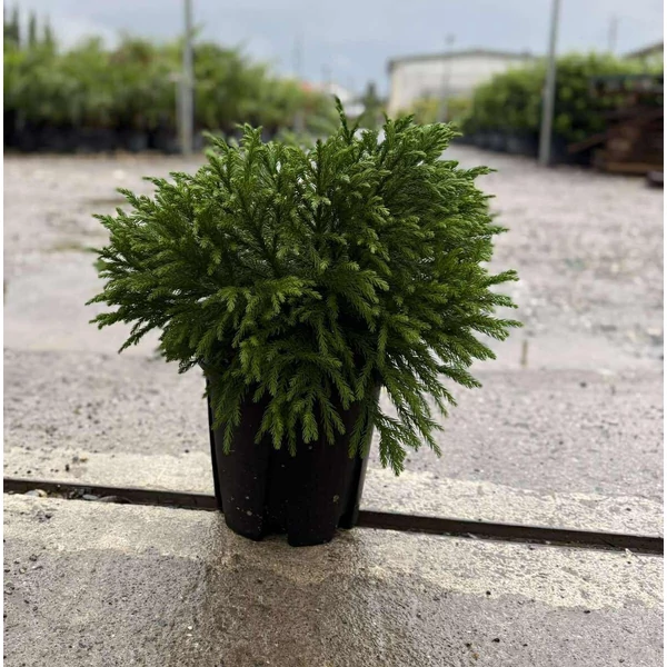 Törpe japán szugifenyő    CRYPTOMERIA JAPONICA GLOBOSA NANA 40/60 K9